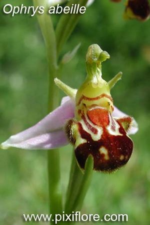 pixiflore_ophrys_abeille
