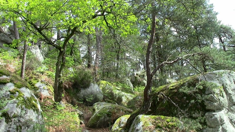 Forêt de Fontainebleau 6