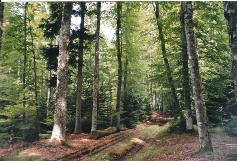 le bois des Barthe