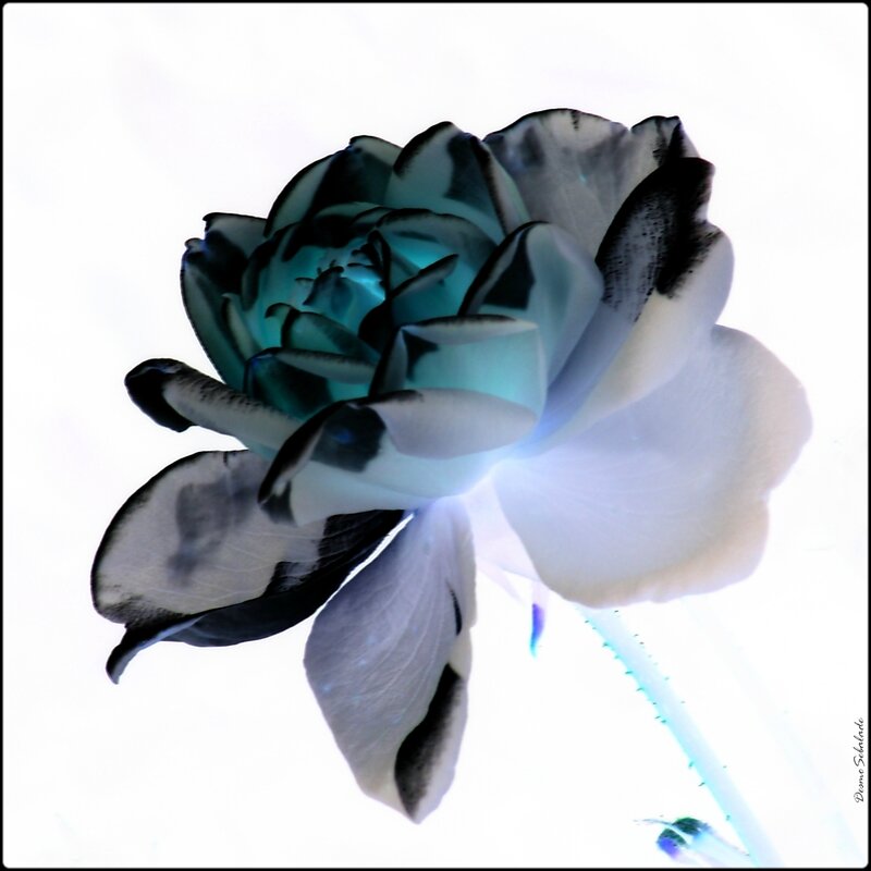 La rose noire (1)