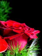 les fleurs chez moi (63)