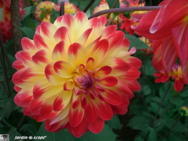 Dahlia Dynastie