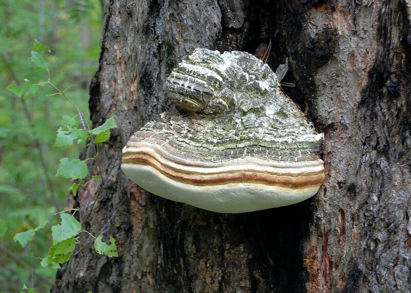 Fomitopsis-officinalis_Khanty-Mansiysk-AO_Zvyagina_2010