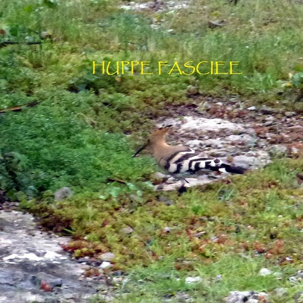 huppe_fasci_e