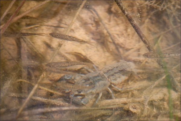 Guara ruisseau ecrevisse poissons 280612