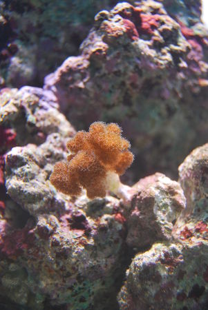 Pocillopora__4_