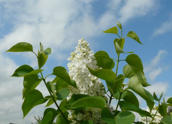 Lilas blanc (3)