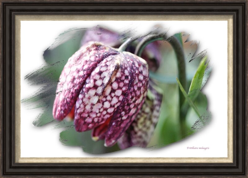 Fritillaire meleagris2