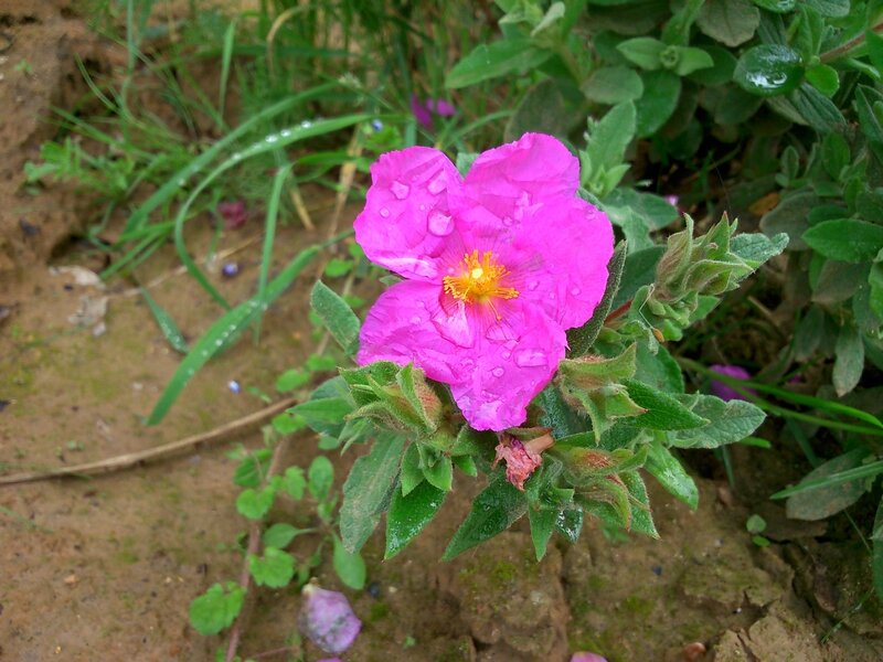 111-Fleur après la pluie à Fosses, 26 Mai 2014