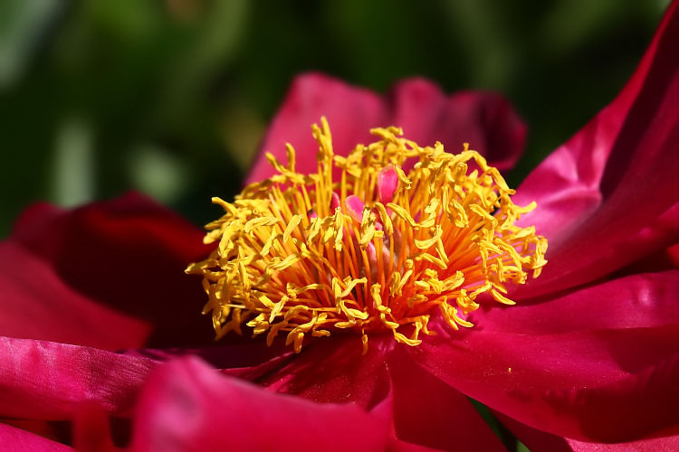 pivoine_2368