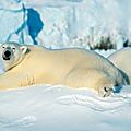 Le programme du <b>WWF</b> «Adopter les ours polaires vient de démarrer en Russie.