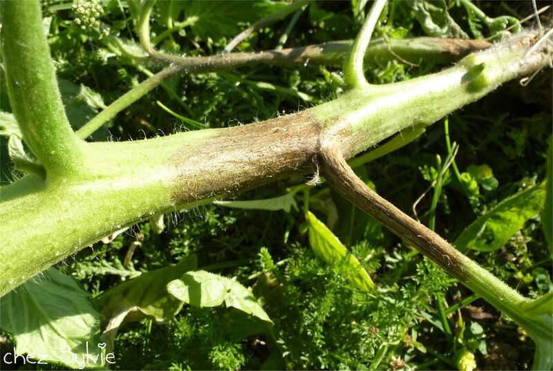 Tomates mildiou2