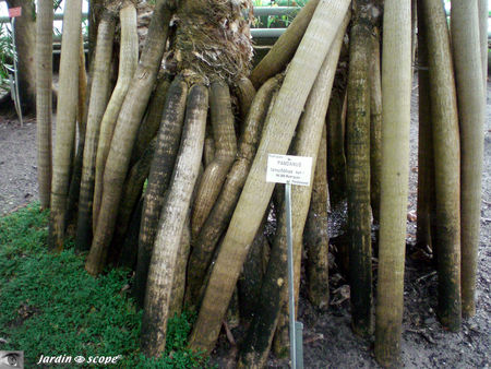 CIMG1441_Pandanus