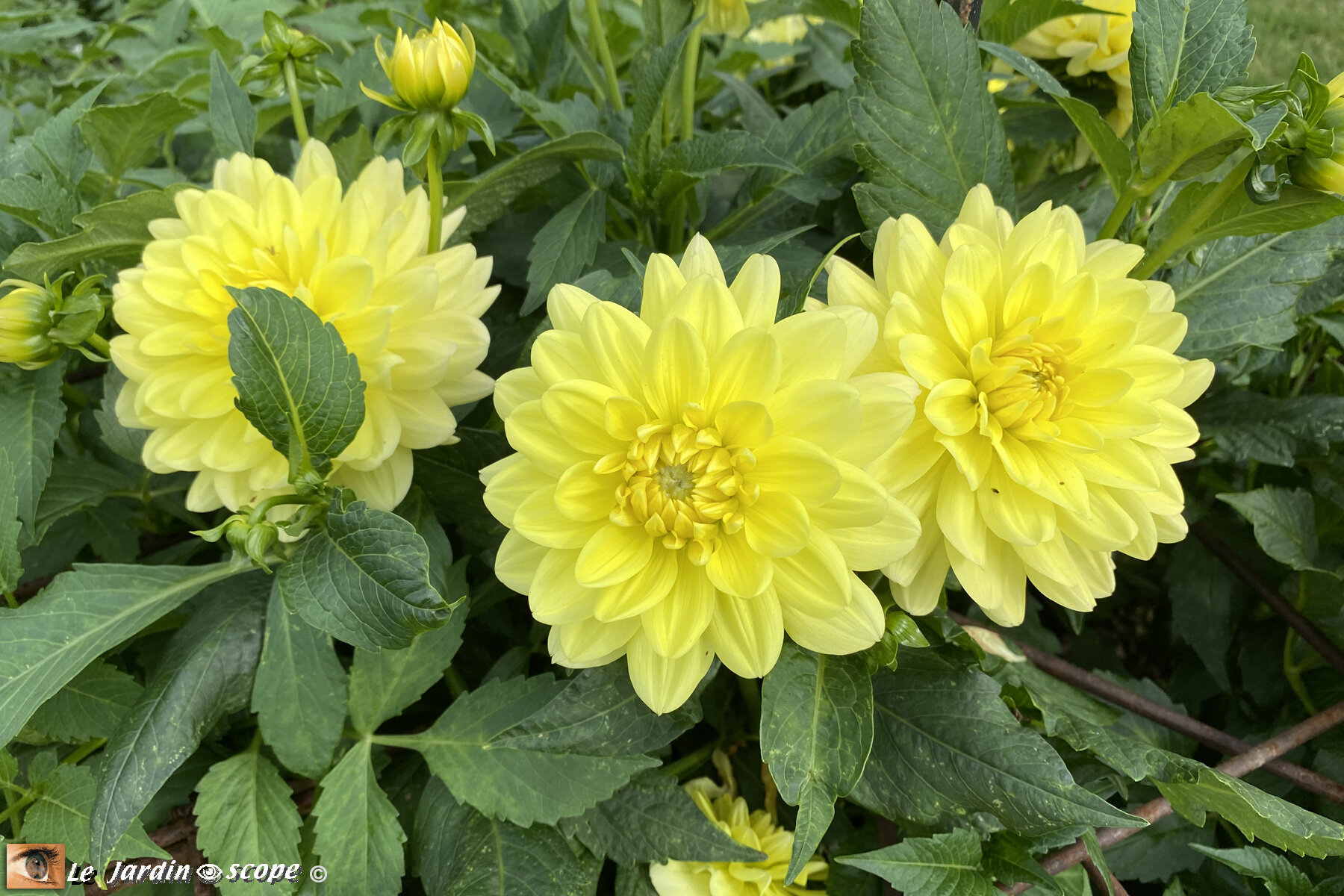 Dahlia-Copacabana