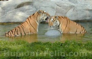 big_2946_calin_tigres_zoo