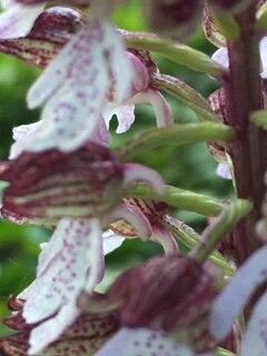 orchis pourpre gros plan
