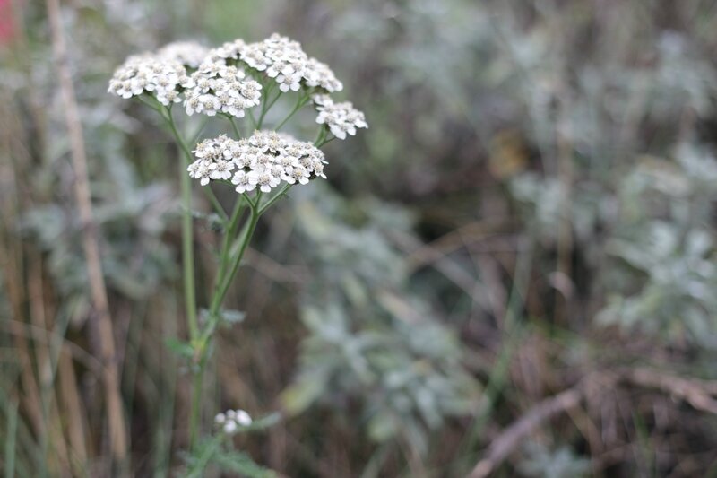 fleurs