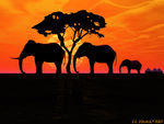 Elephants_afrique