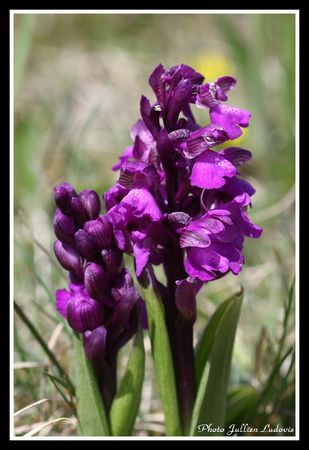 orchis_bouffon___orchis_morio_20080419_001