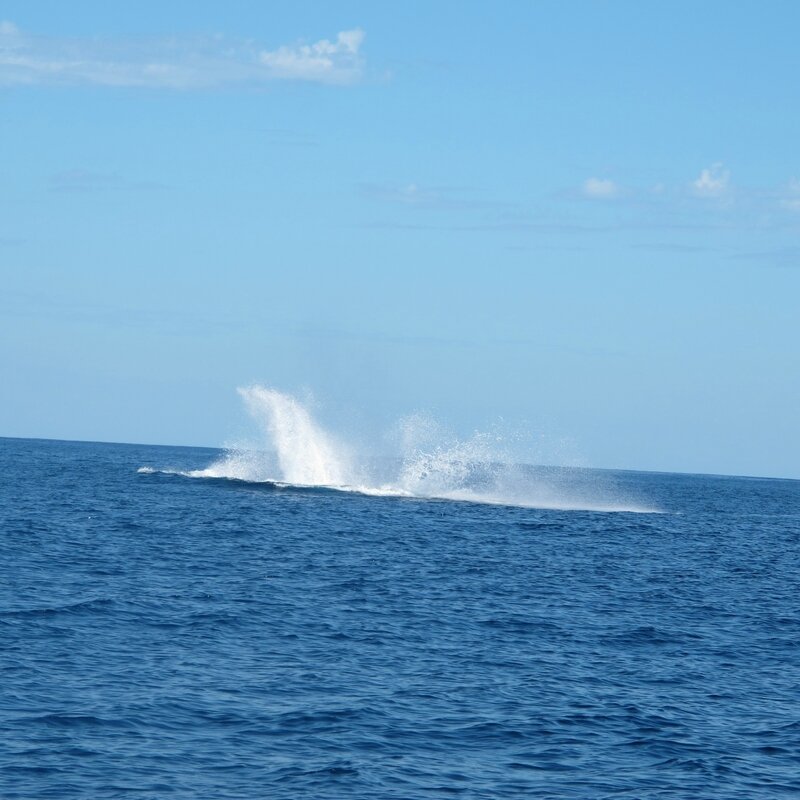 Ambolimailaka juillet 2014 - les baleines 060