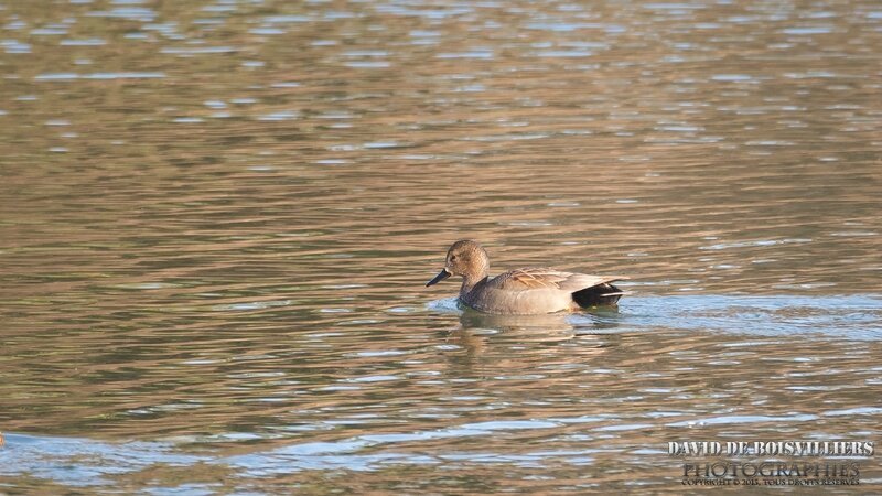 Canard chipeau (Anas strepera Gadwall)