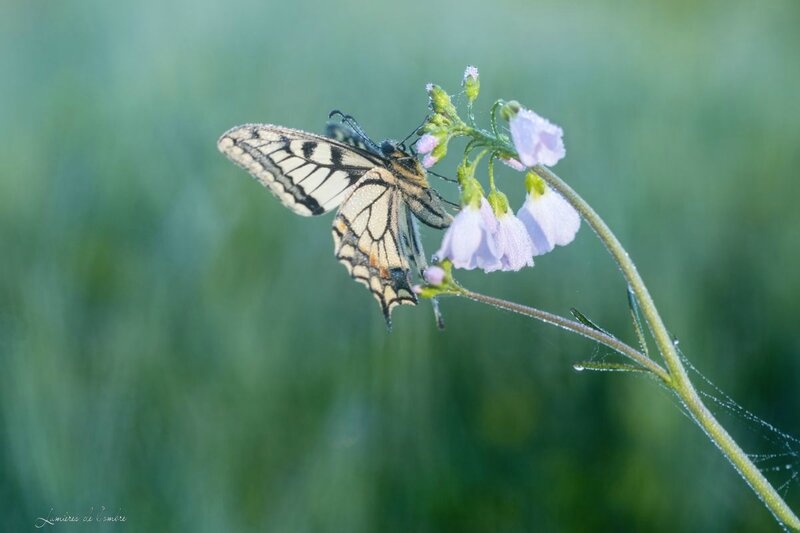 w_Machaon première_20170329_6851