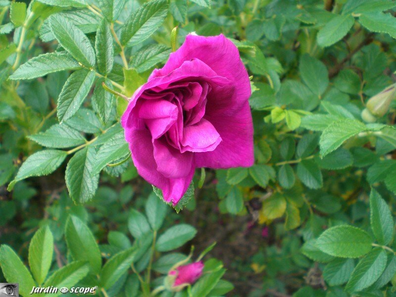 Rosier botanique au Parc d'Apremont (18)