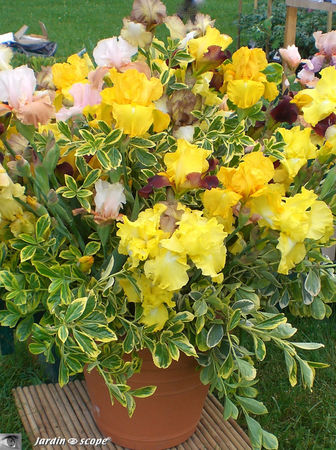 9361_Bouquet_d_iris_jaune