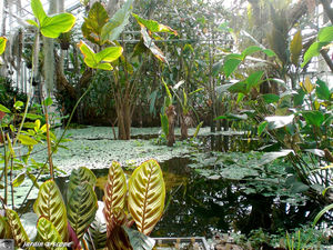 Plantes aquatiques