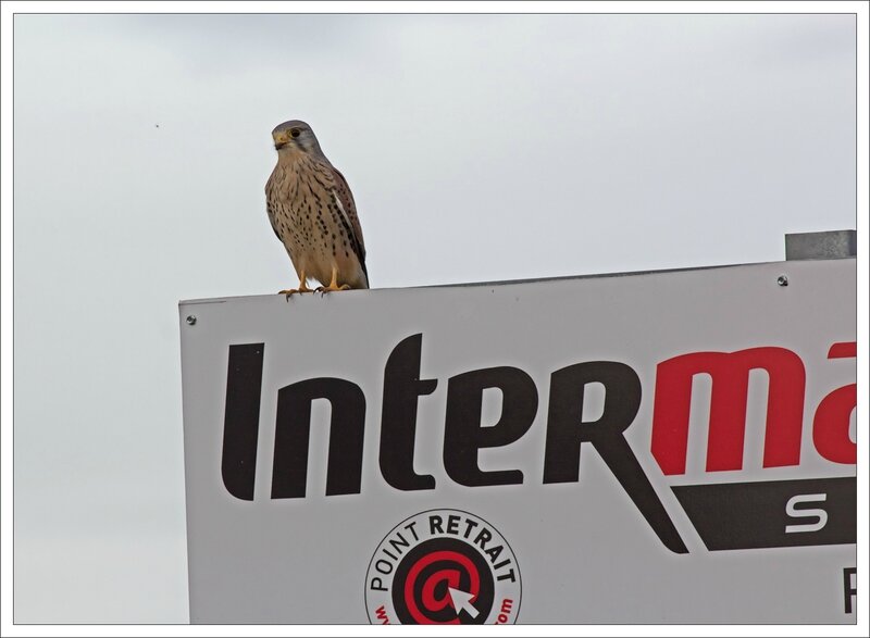 crecerelle pancarte Inter 080114