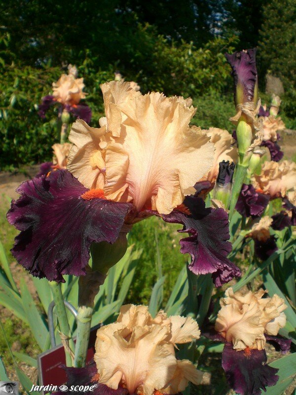 Iris