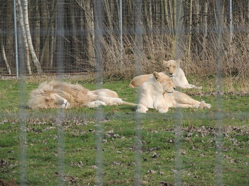 Lions du Kruger