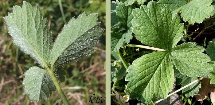 3 folioles à dents larges mucronées