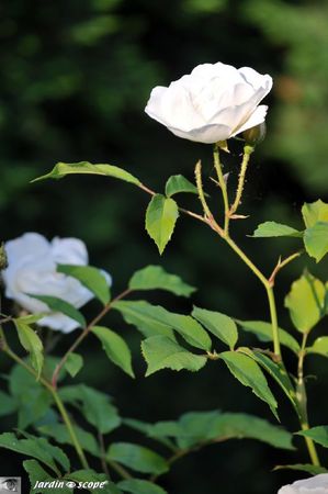 Rosier-fee-des-neiges