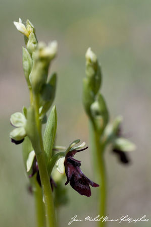 2012_05_07_Ophrys_insectifera_05