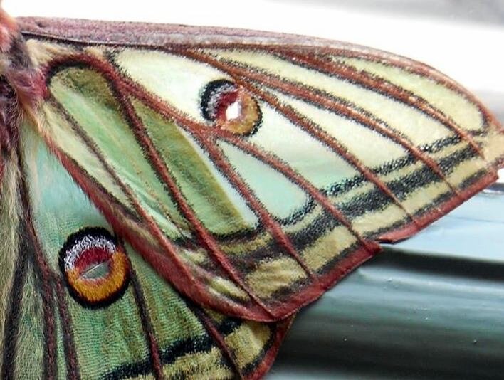 papillon_isabelle_aile