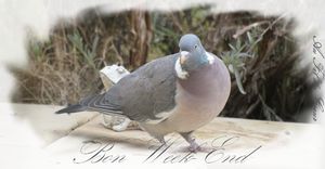 pigeon_bon_week