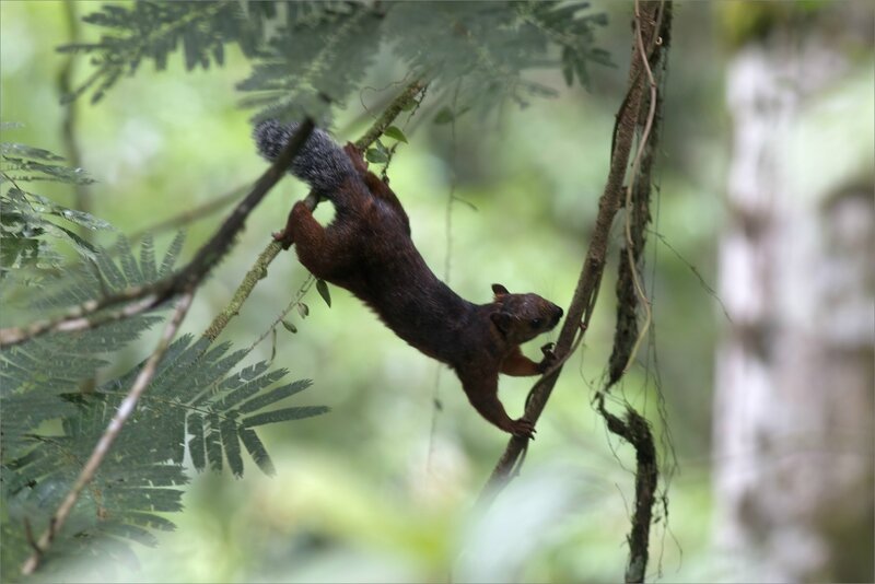 CR 2 rio blanco 2015 54 ecureuil acrobate