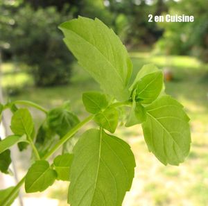 Glace Fleur dOranger et Basilic recettes Glace Fleur dOranger et Basilic