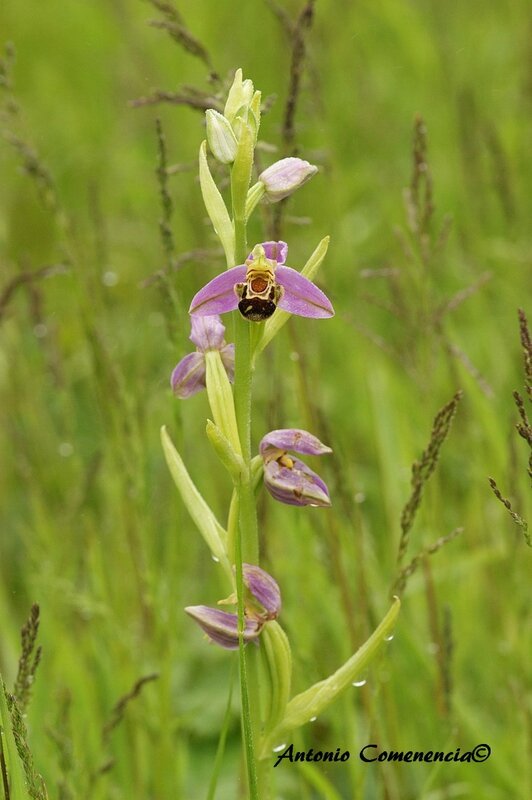 Ophrys apifera