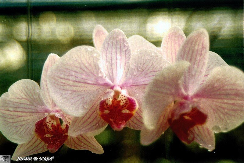 Phalaenopsis, souvenir de Thaïlande