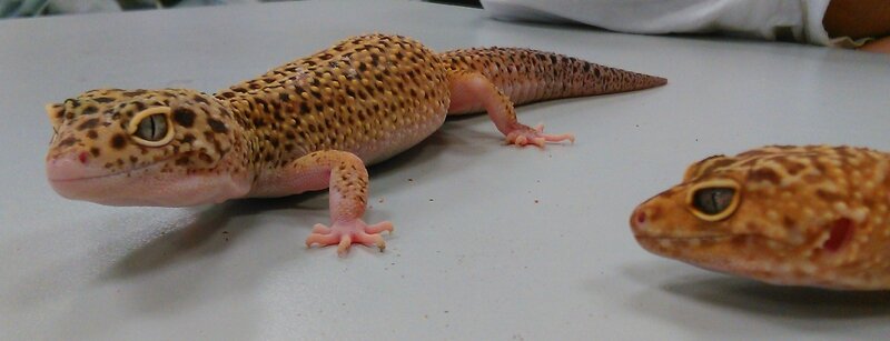 Gecko léopard 2