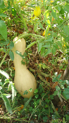 courge_butternut_2
