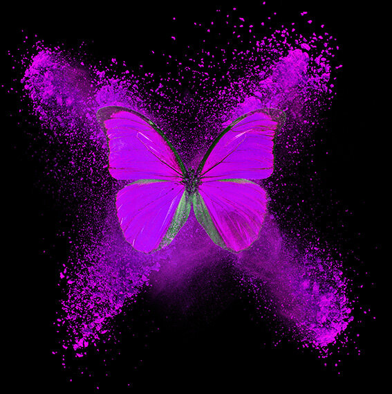 papillon-violet-mini-1388685700