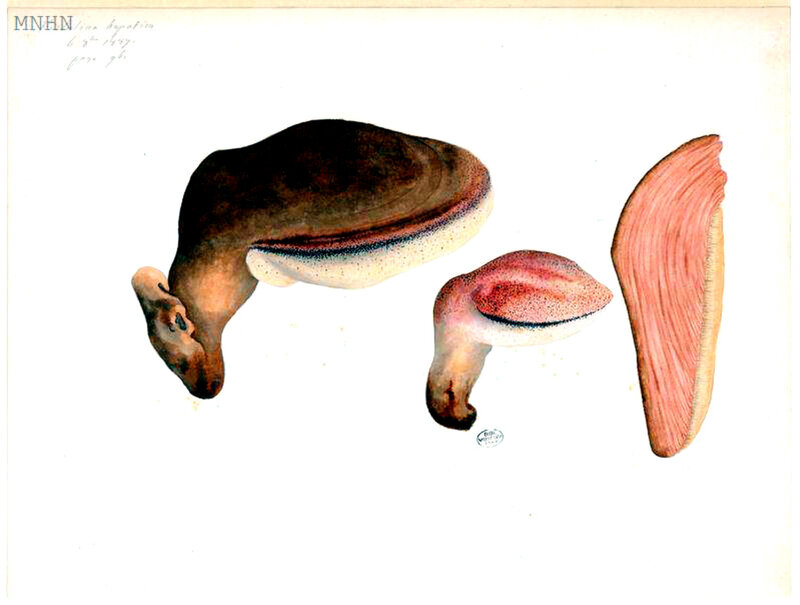 88 Fistulina hepatica