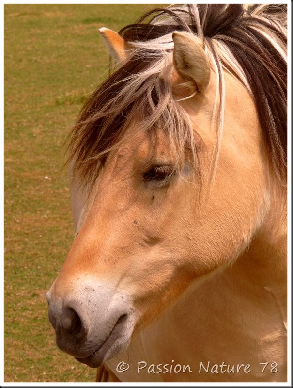 Les chevaux en pension (9)