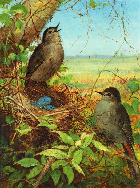 Bridges Fidelia thrushes-nest