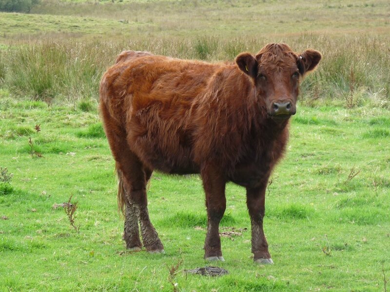 welsh red