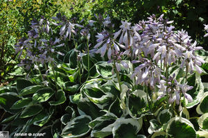 Hostas_en_fleurs