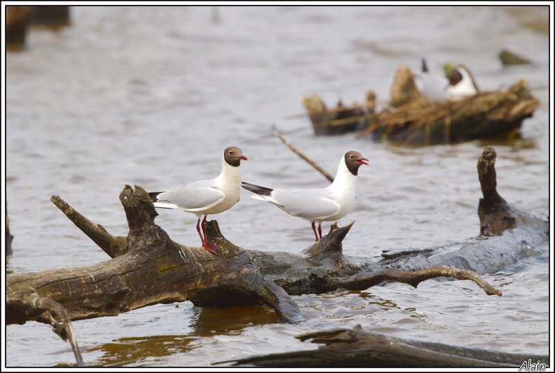 Mouette rieuse